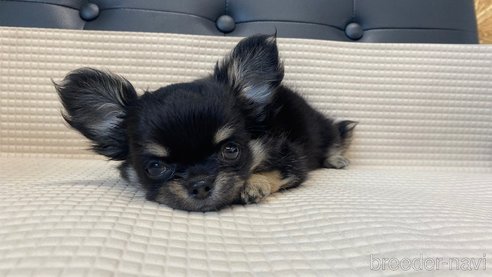 成約済の兵庫県のチワワ(ロングコート)-329777の6枚目